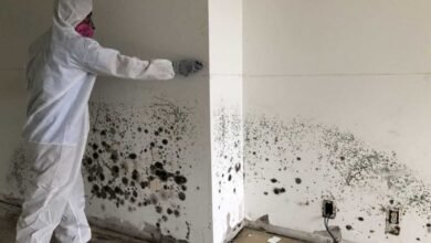 What Mold Remediation Involves and Why It's Important for Your Health