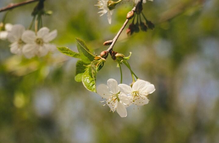 axis growth opposition technique